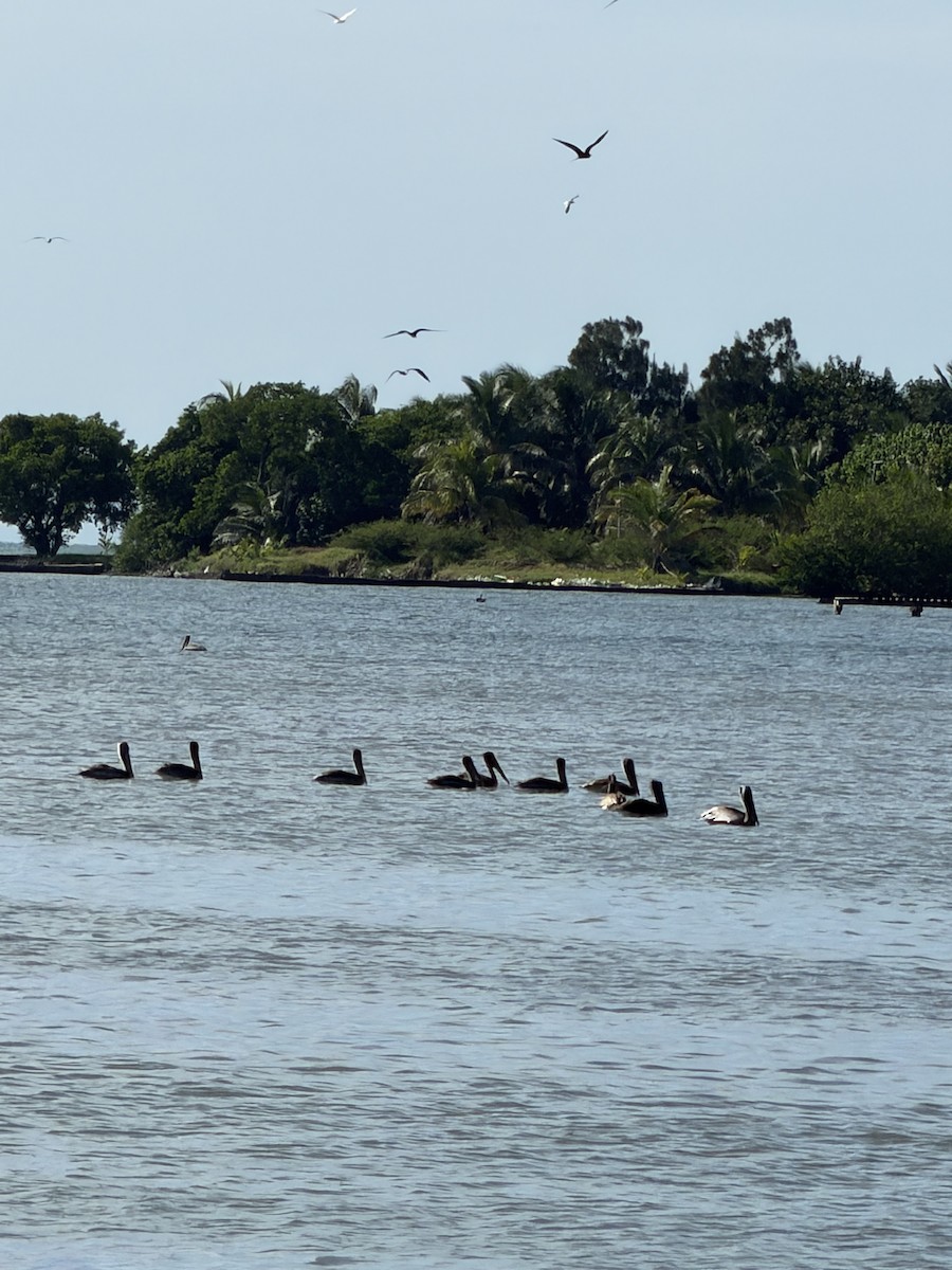 Brown Pelican - ML647756830