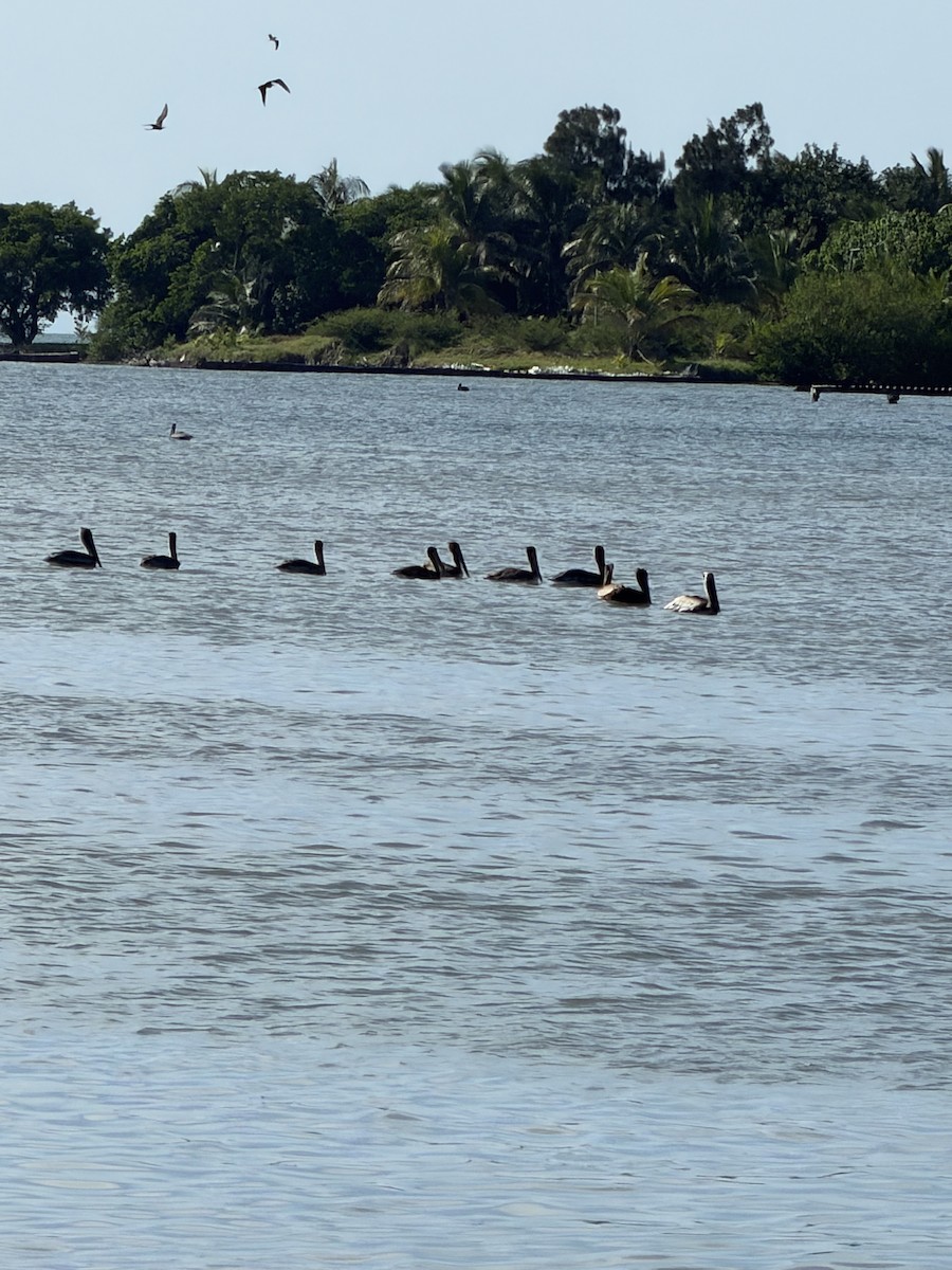 Brown Pelican - ML647756831