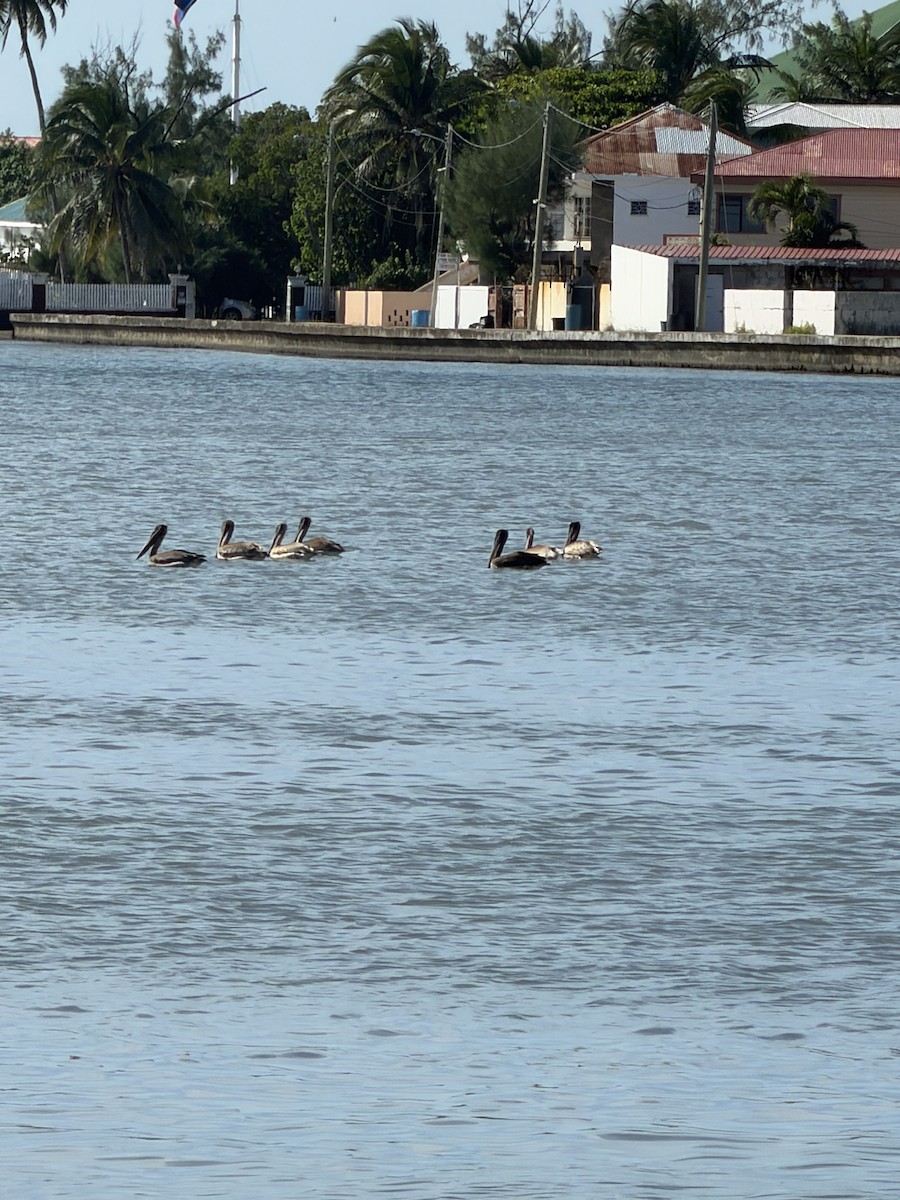 Brown Pelican - ML647756832