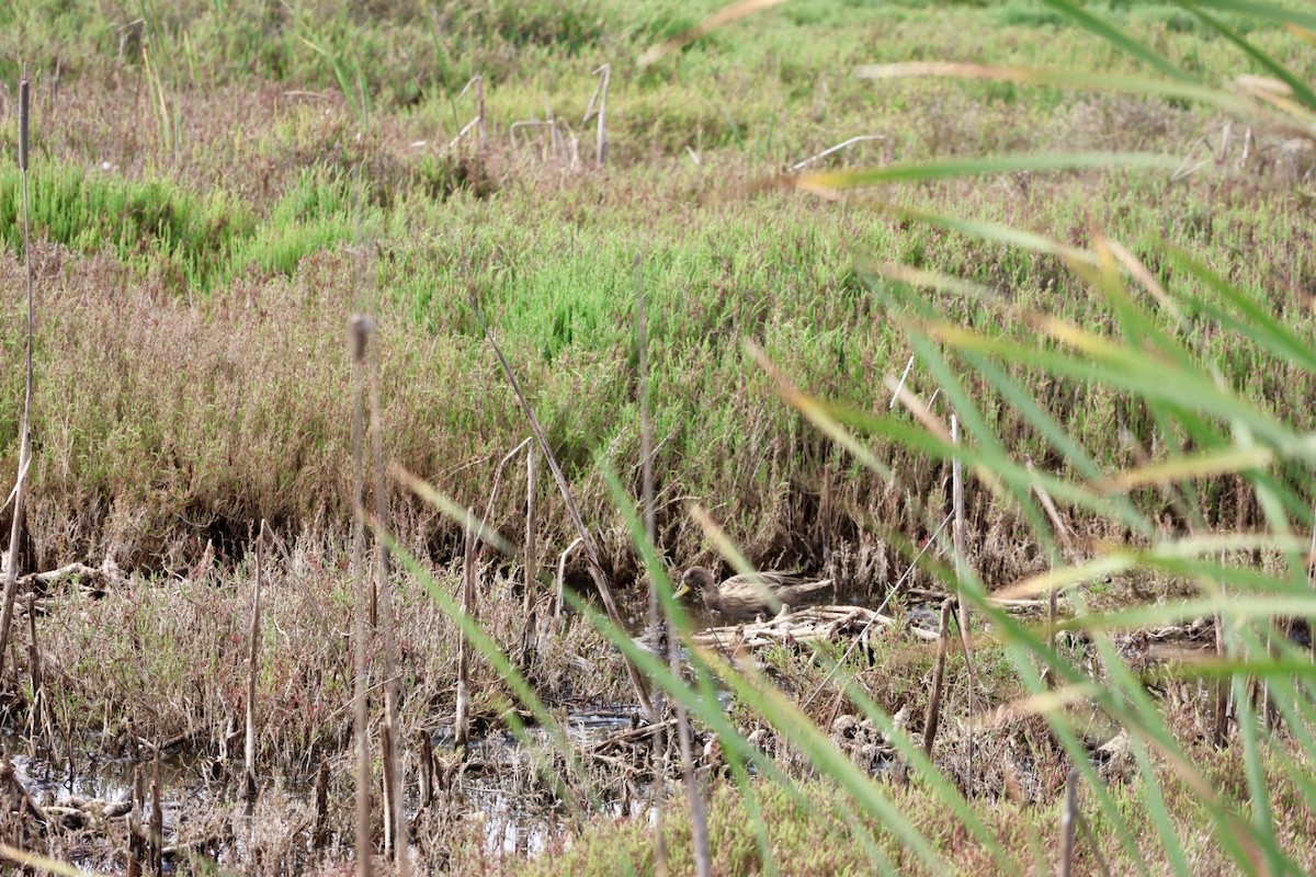 Yellow-billed Pintail - ML647756842