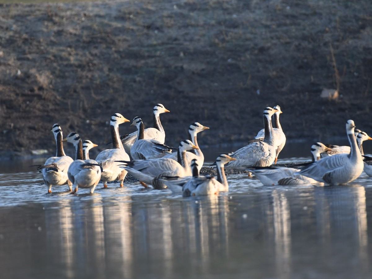 Bar-headed Goose - ML647756849