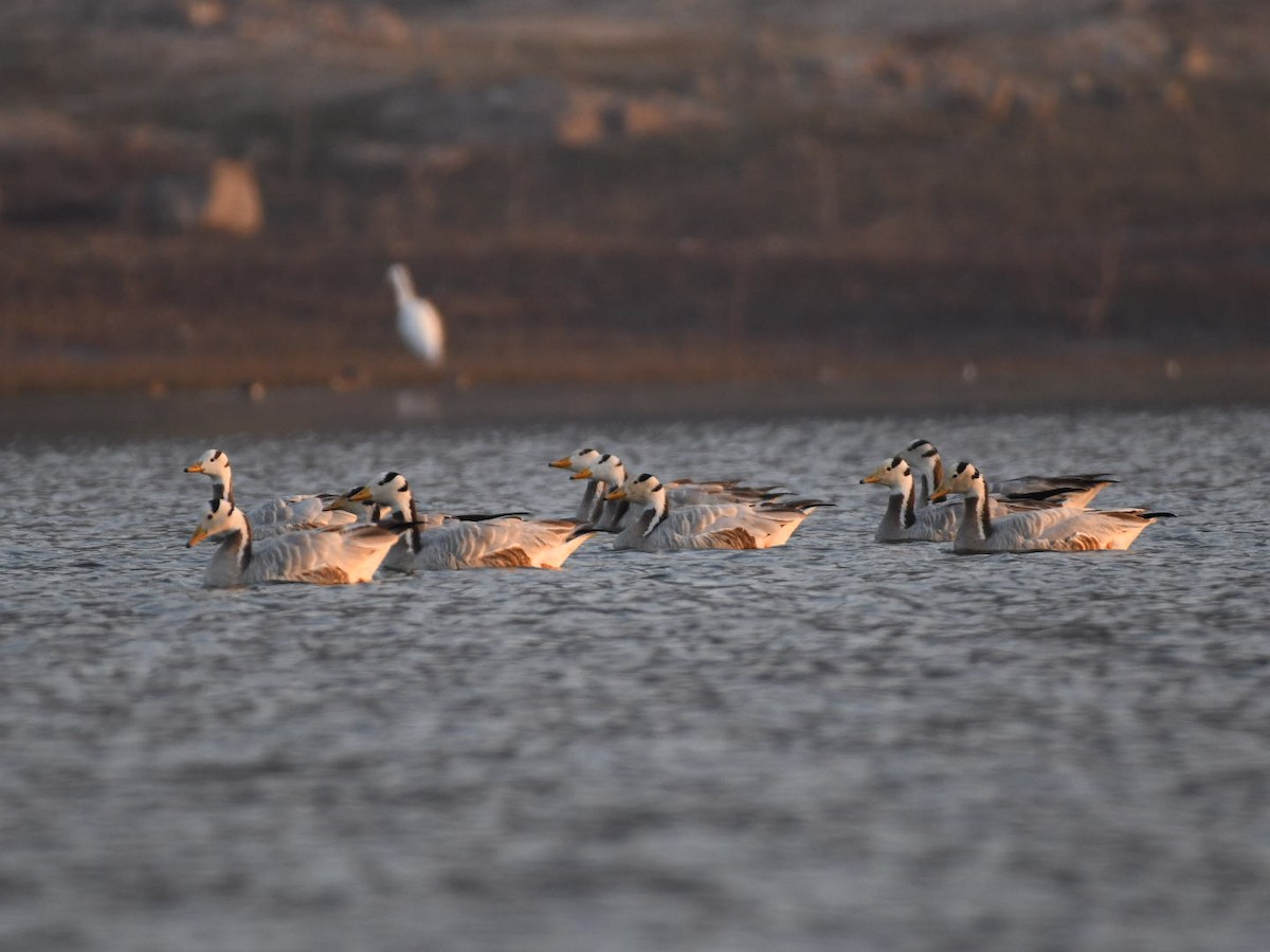 Bar-headed Goose - ML647756850