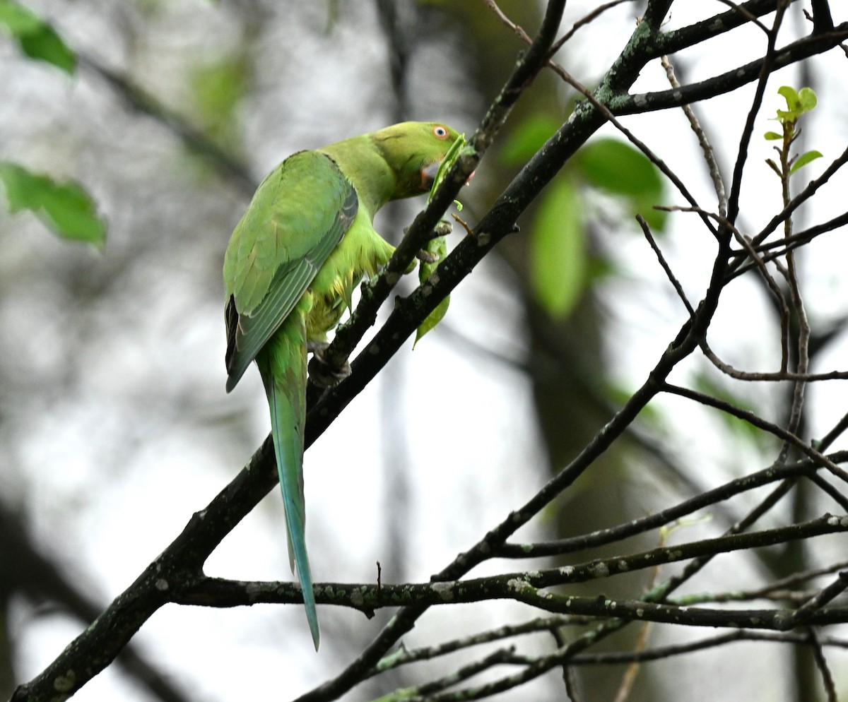 Perruche à collier - ML647756863