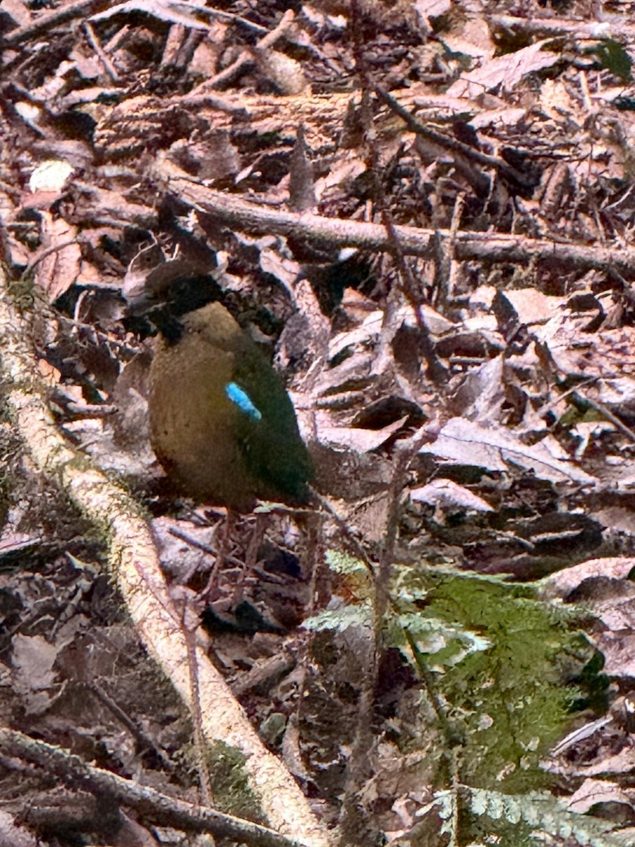 Noisy Pitta - ML647756874