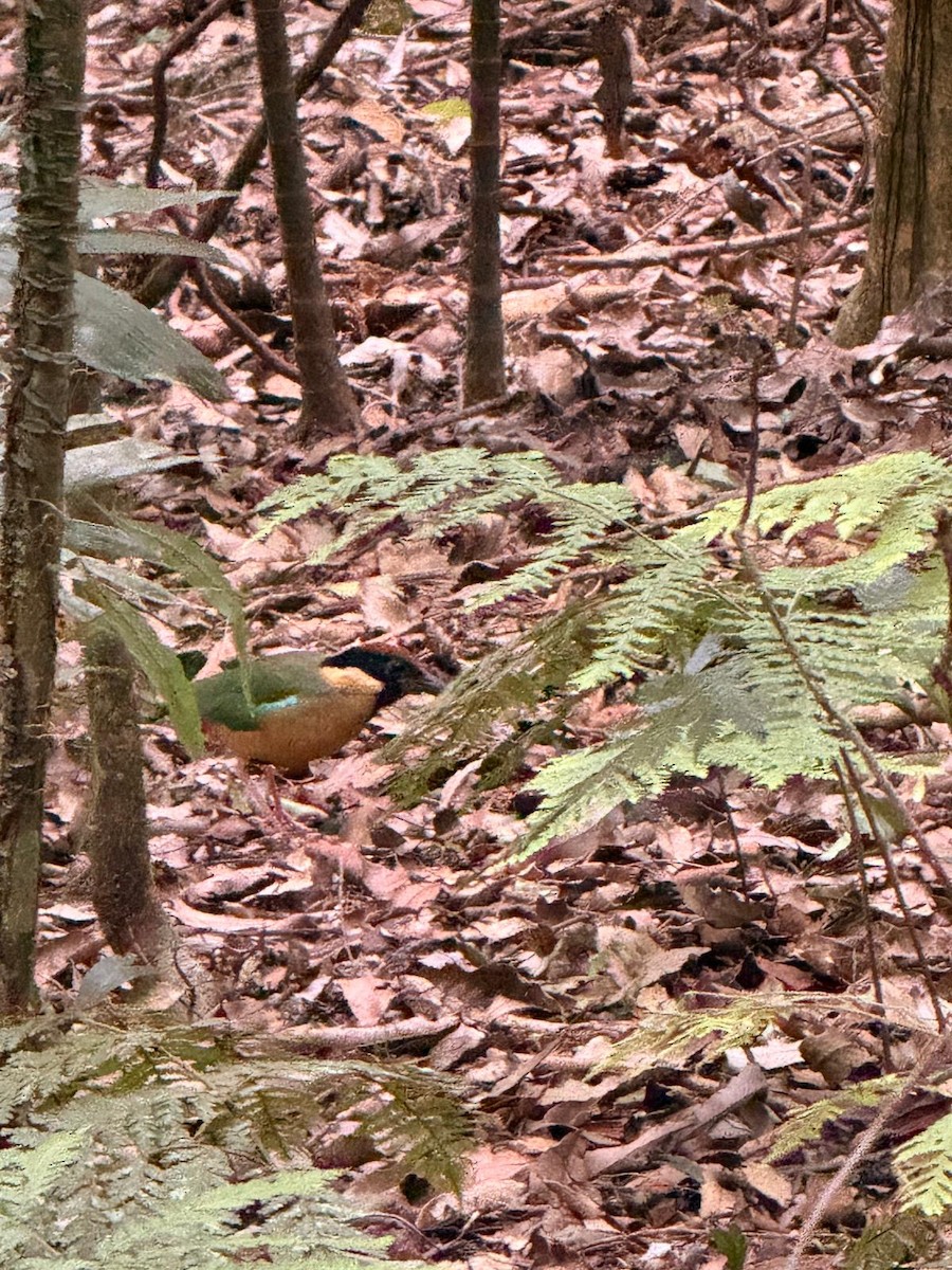 Noisy Pitta - ML647756875