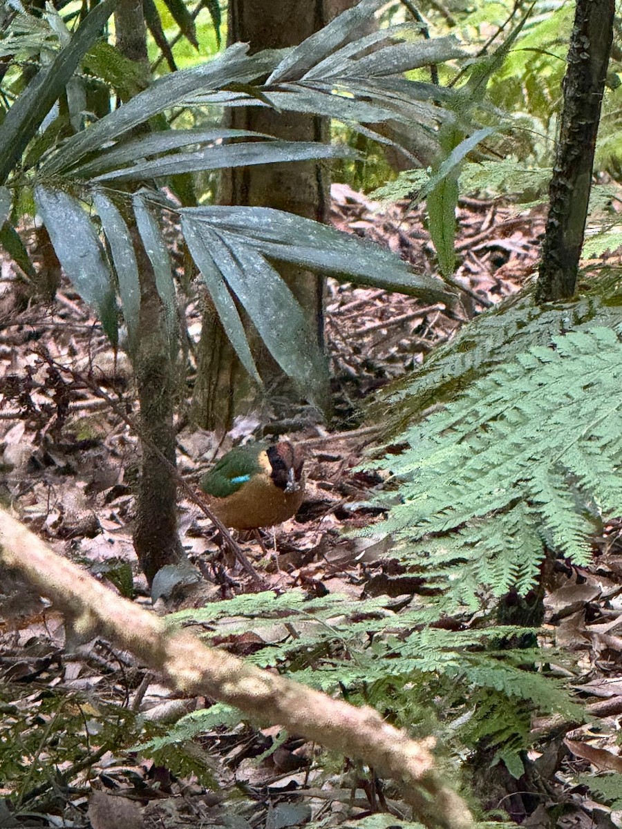 Noisy Pitta - ML647756876