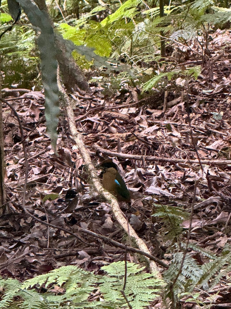Noisy Pitta - ML647756877