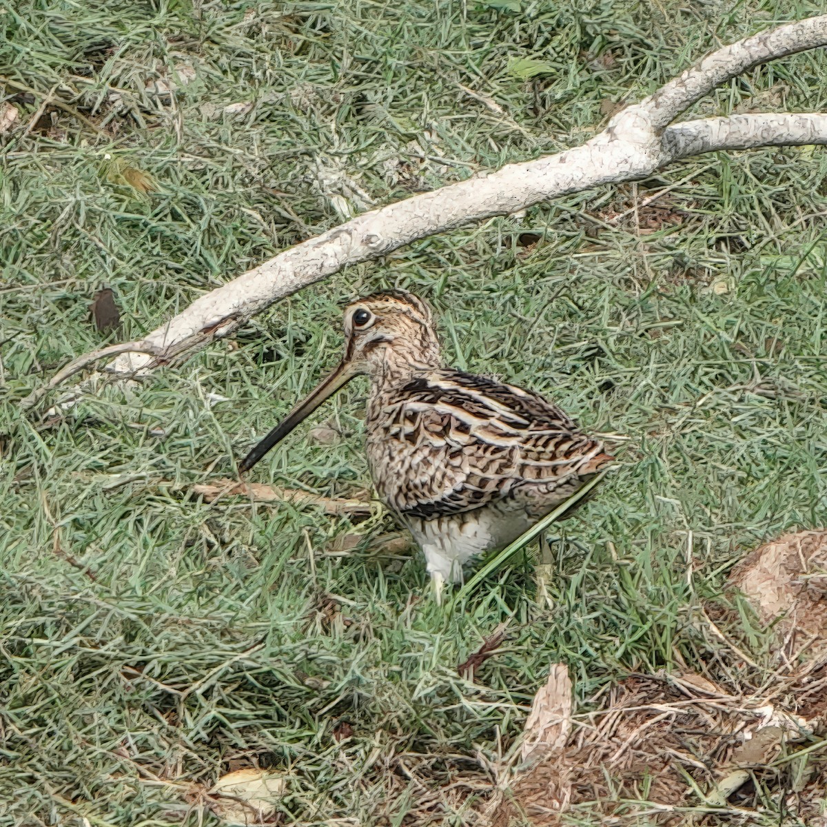 ハリオシギ - ML647756878