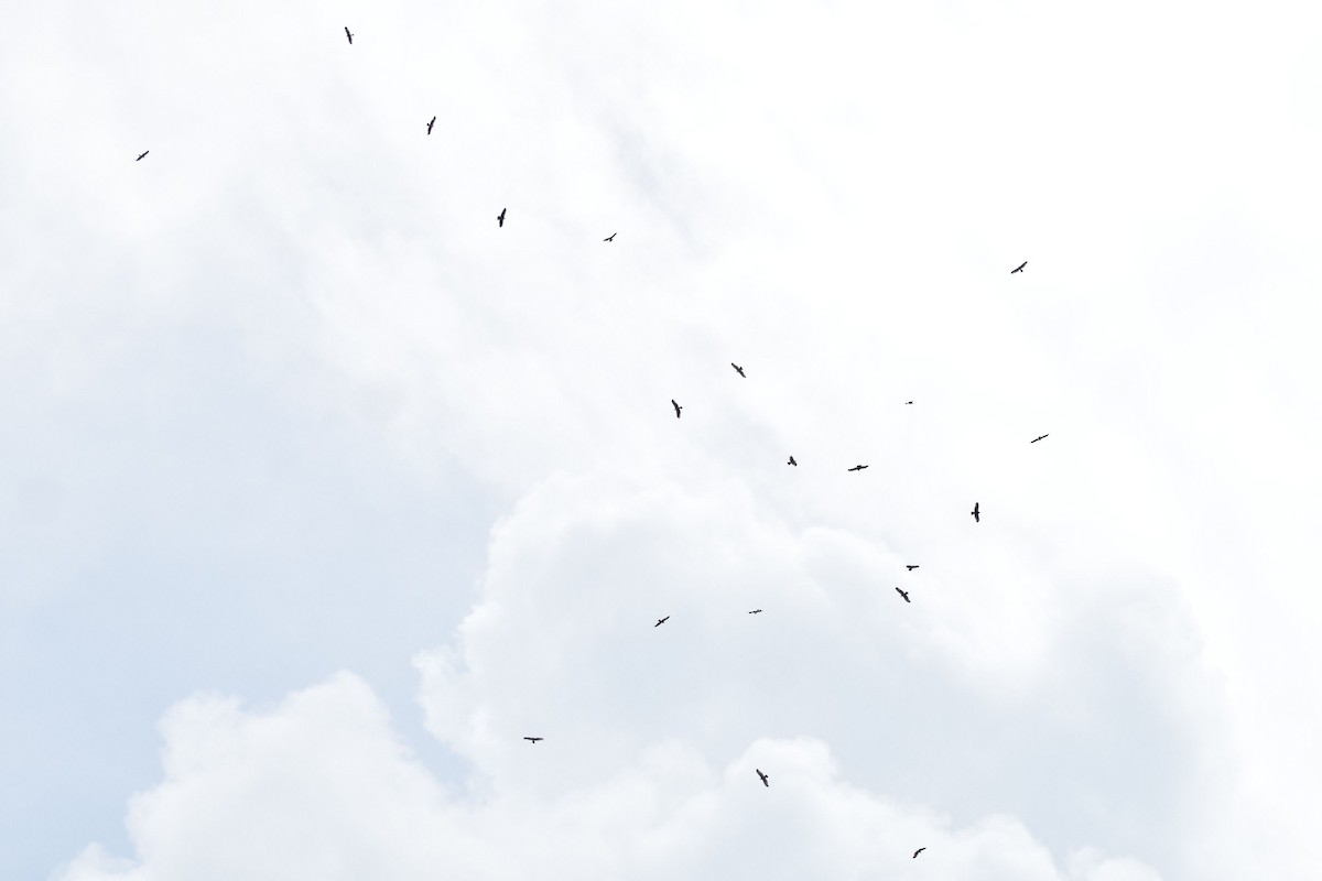 Bondrée orientale - ML647756918