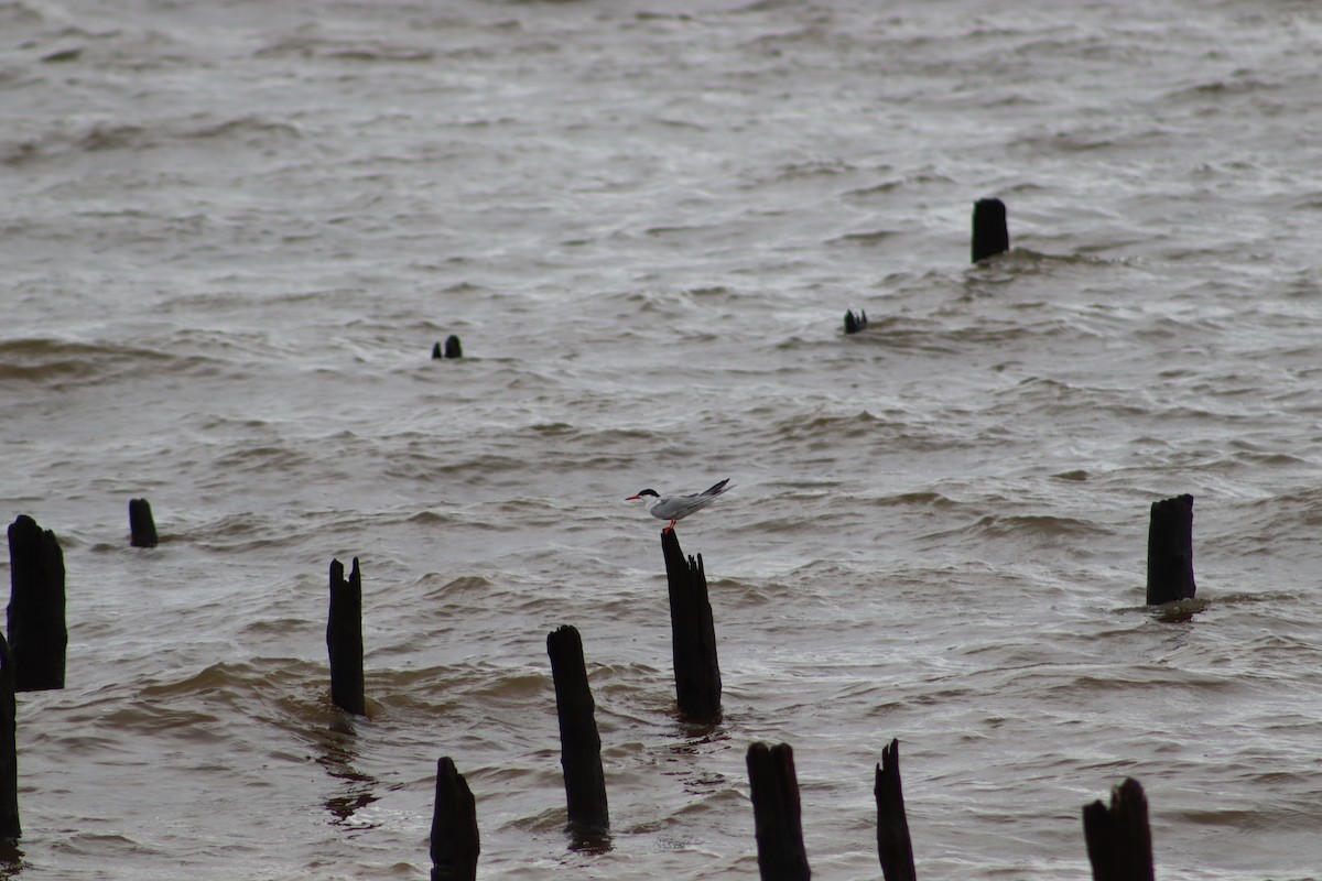 燕鷗 - ML647756920