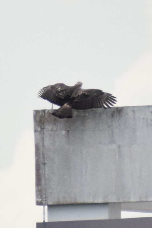 Aigle huppé - ML647756922