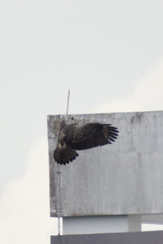 Aigle huppé - ML647756923