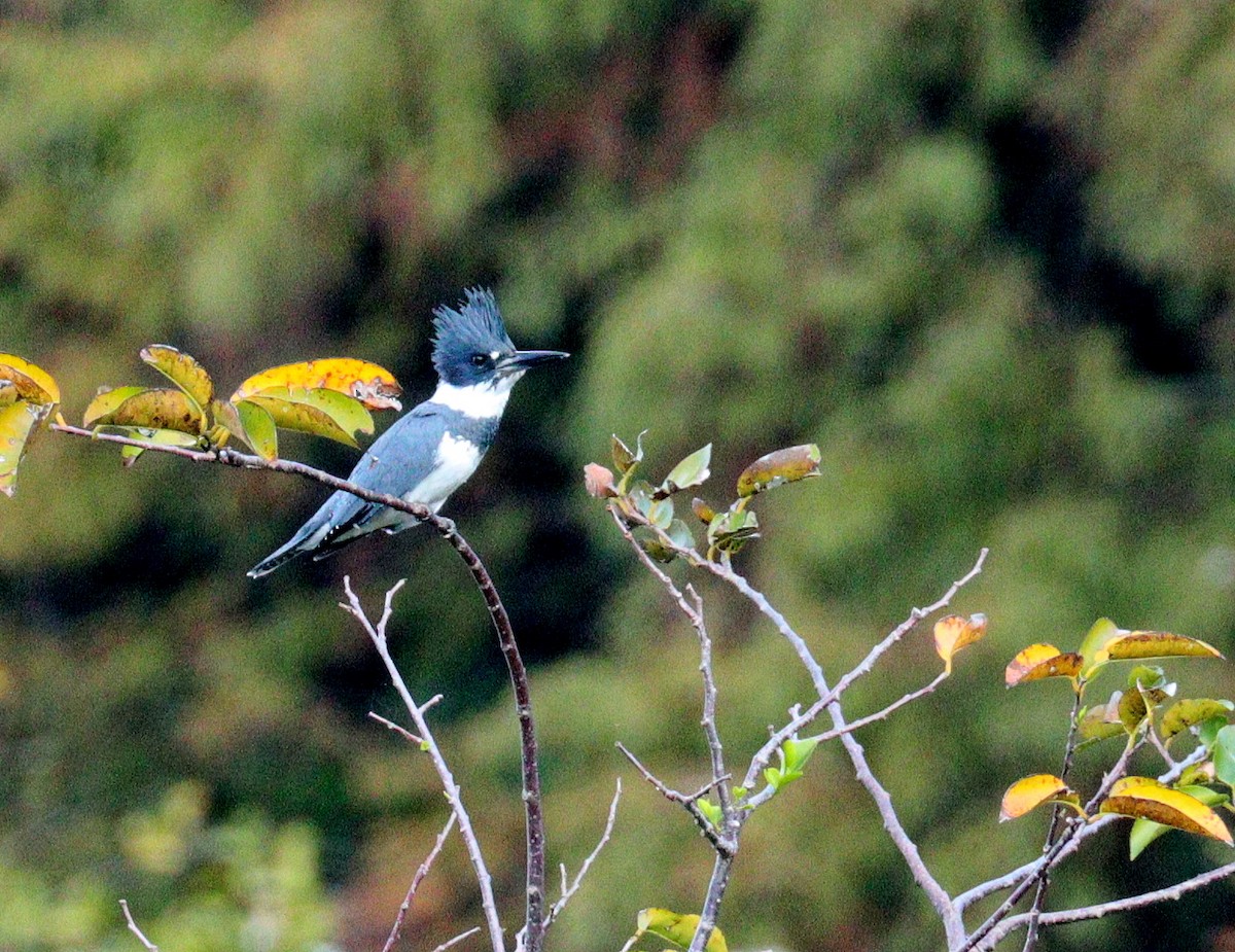 Belted Kingfisher - ML647756938