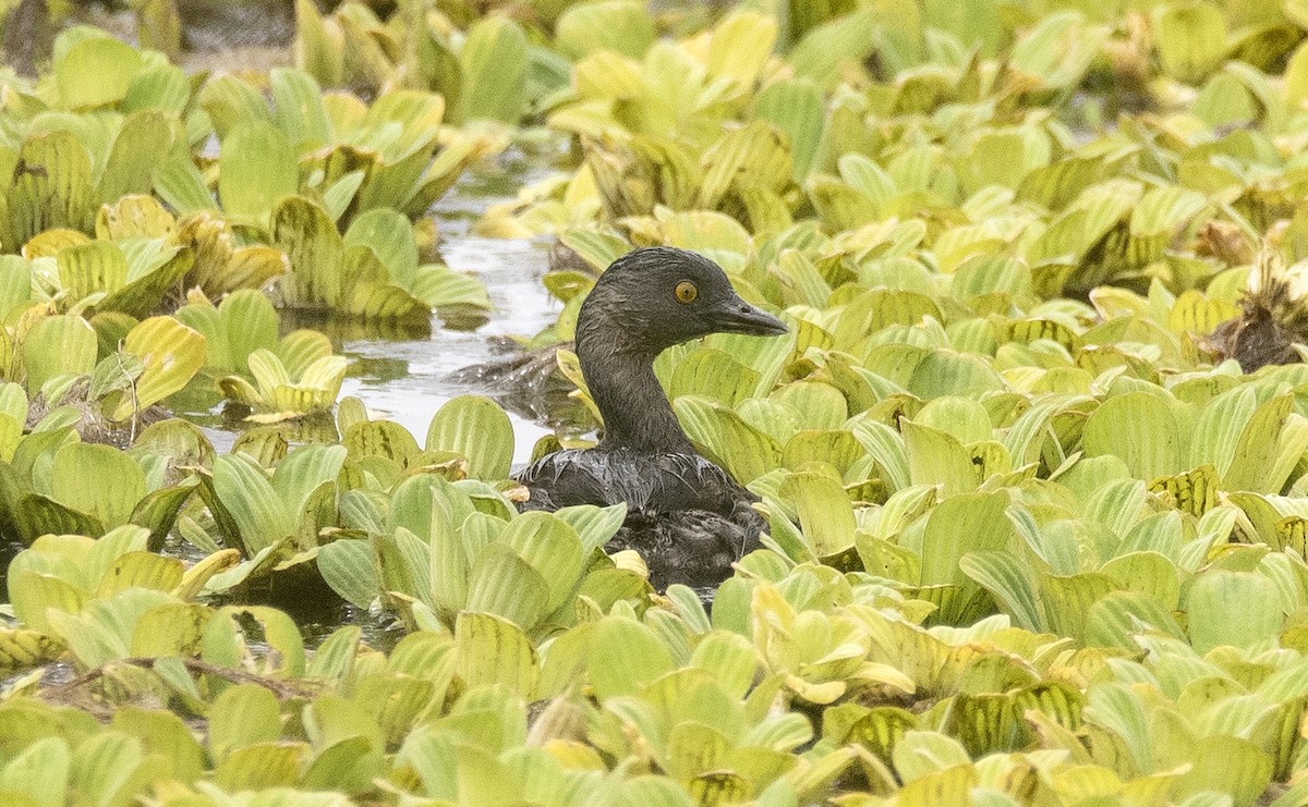 Least Grebe - ML647756944