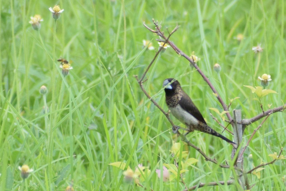 Capucin domino - ML647756958