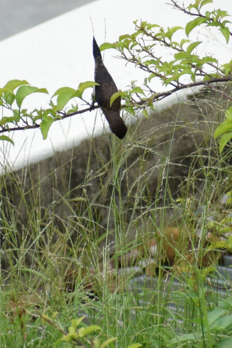 Capucin domino - ML647756959