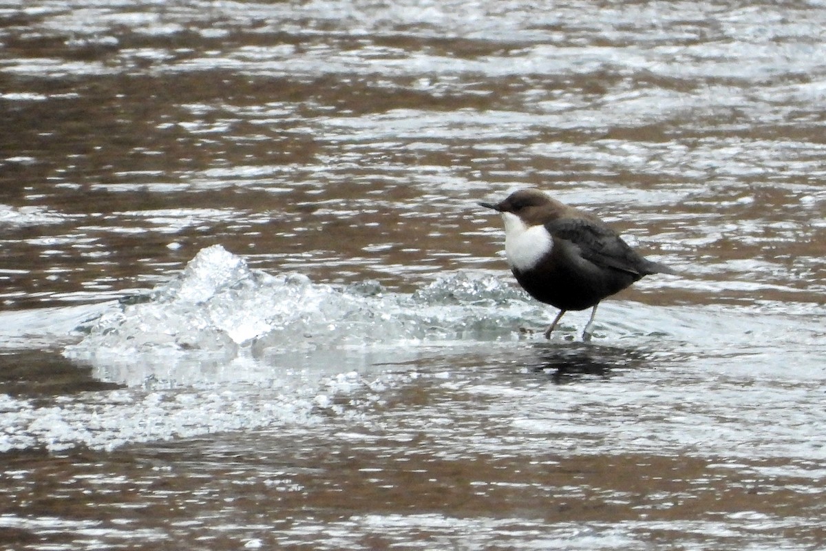 skorec vodní - ML647756960