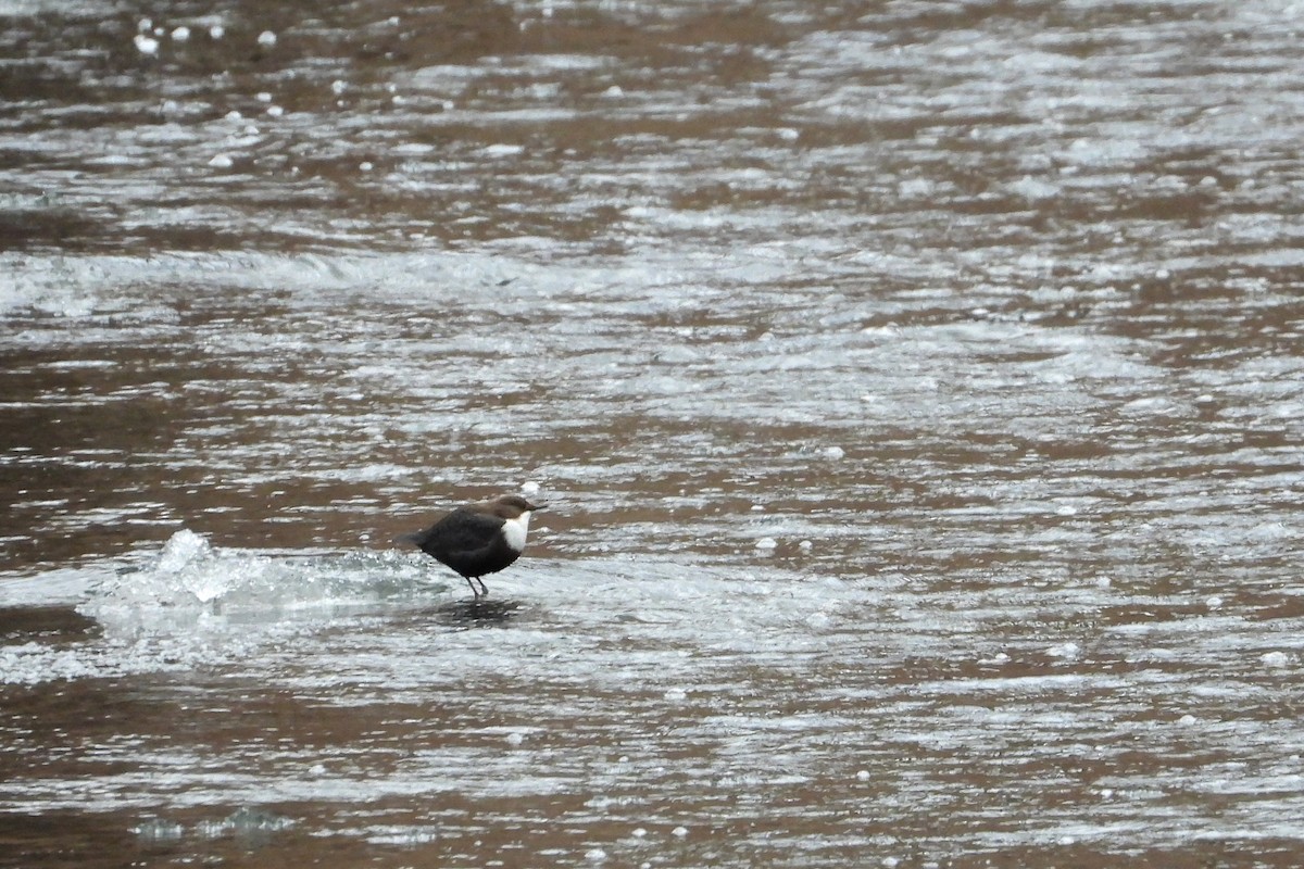 skorec vodní - ML647756961