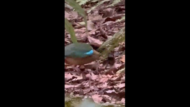 Noisy Pitta - ML647756967