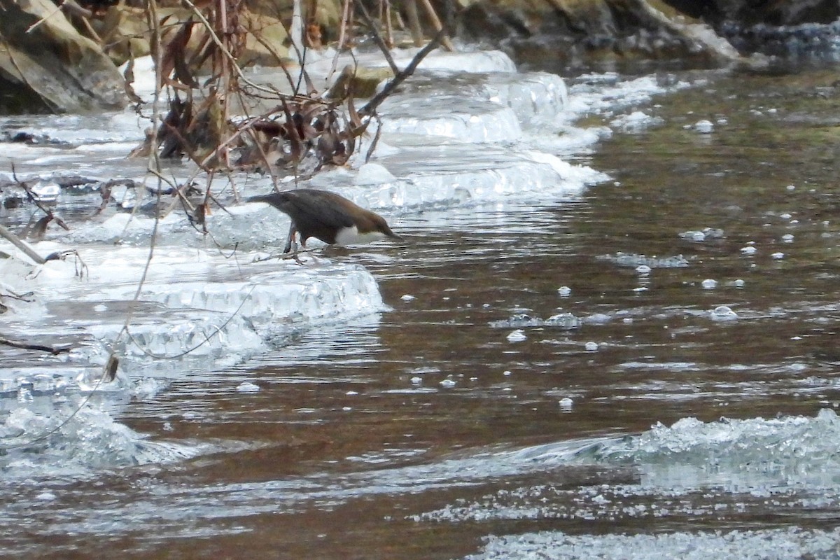 skorec vodní - ML647756980