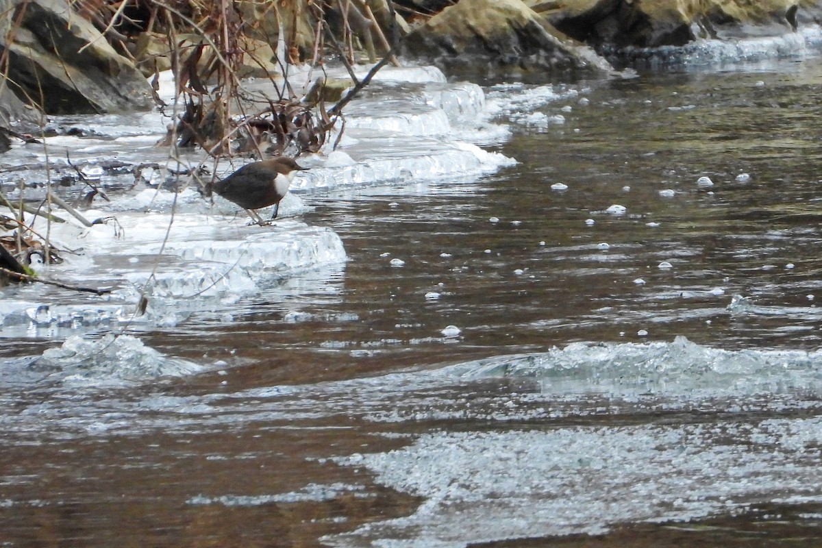 skorec vodní - ML647756981