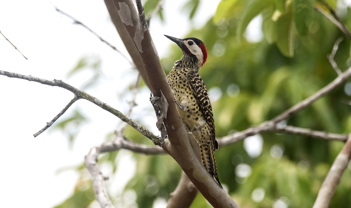Green-barred Woodpecker (Green-barred) - ML647756987