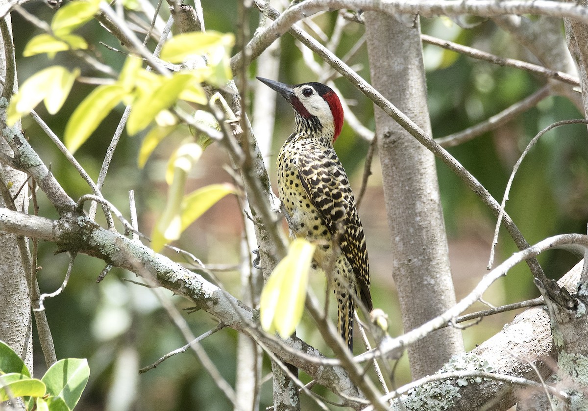 Green-barred Woodpecker (Green-barred) - ML647756988