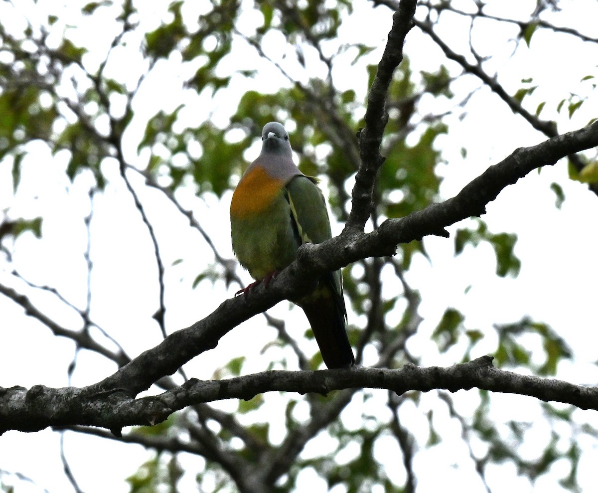 Colombar giouanne - ML647757001