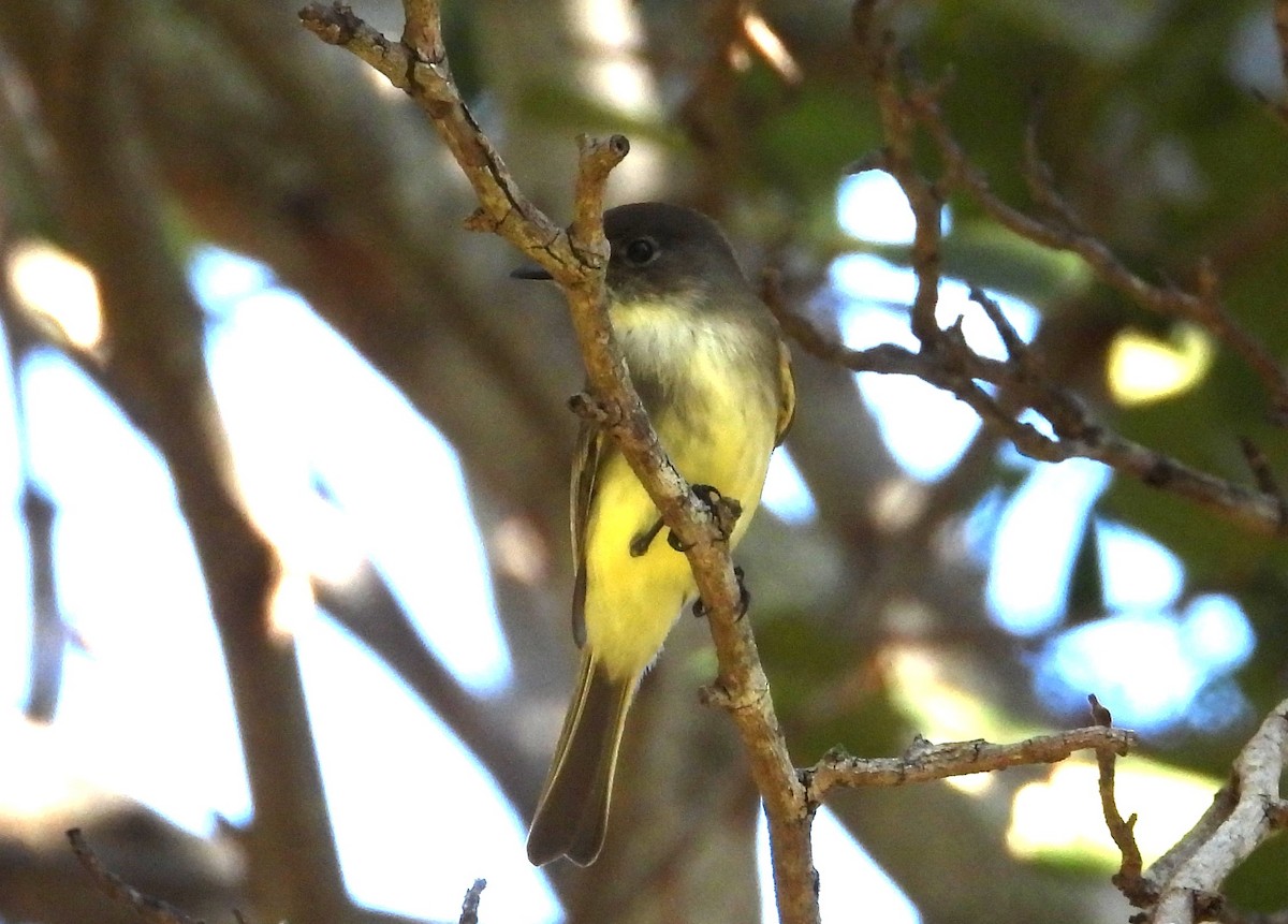 Eastern Phoebe - ML647757004