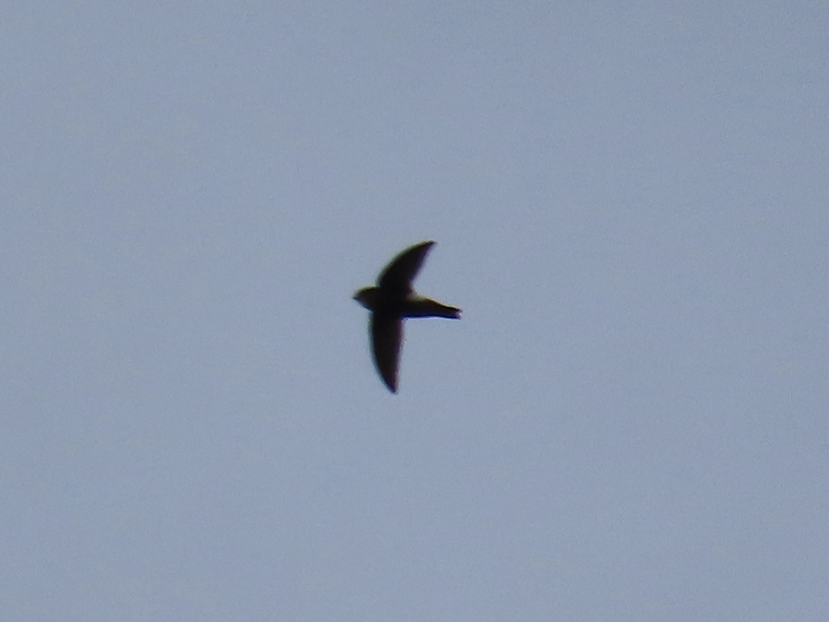 House Swift - ML647757027