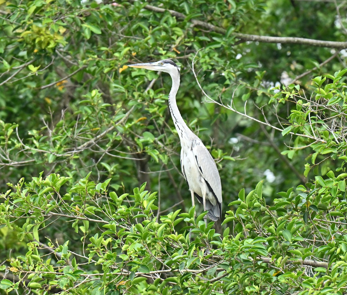 Héron cendré - ML647757044