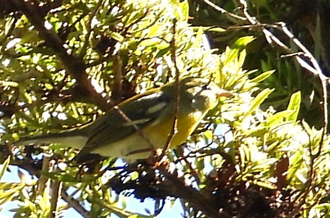 Northern Parula - ML647757046
