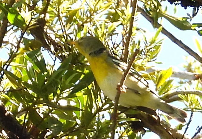 Northern Parula - ML647757047