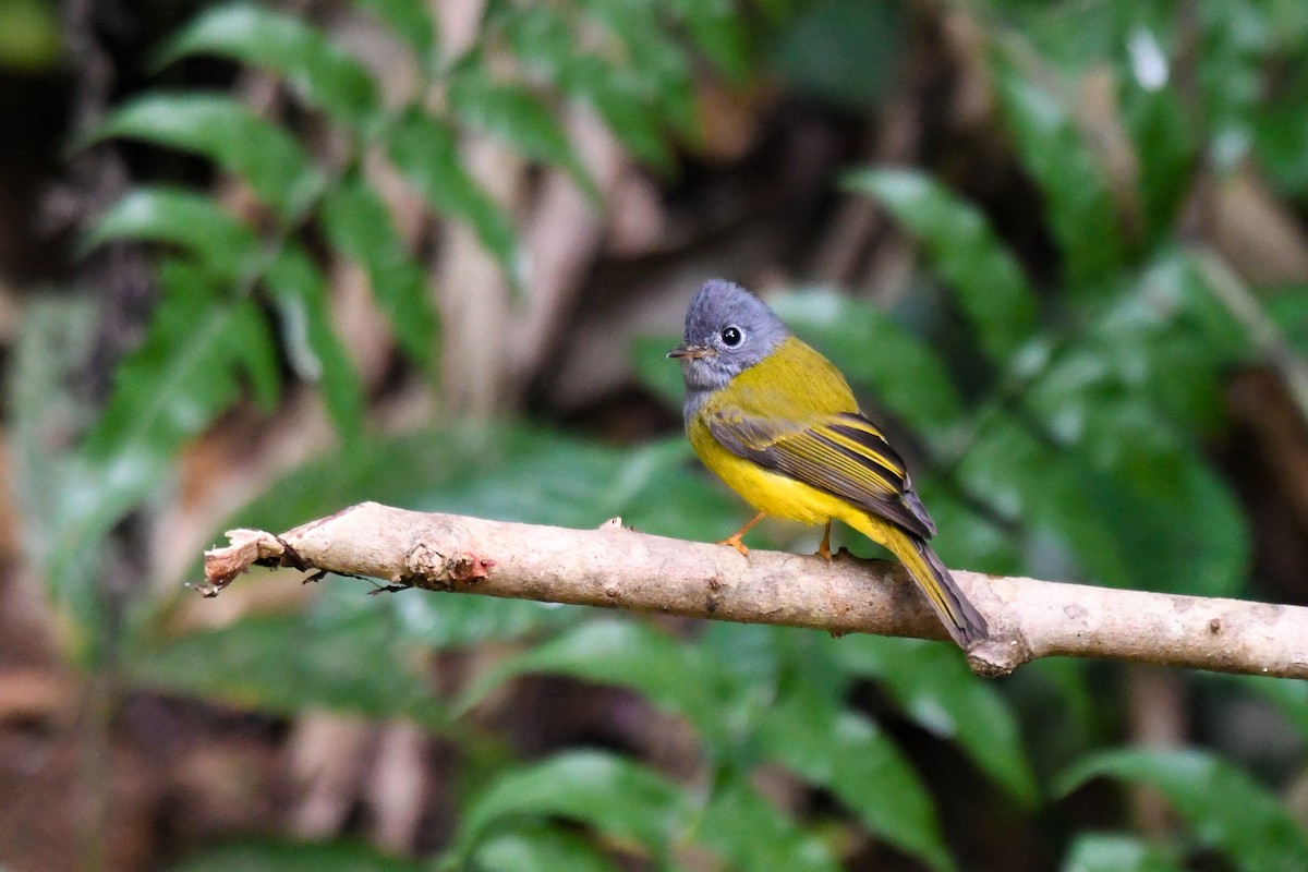 Gray-headed Canary-Flycatcher - ML647757103
