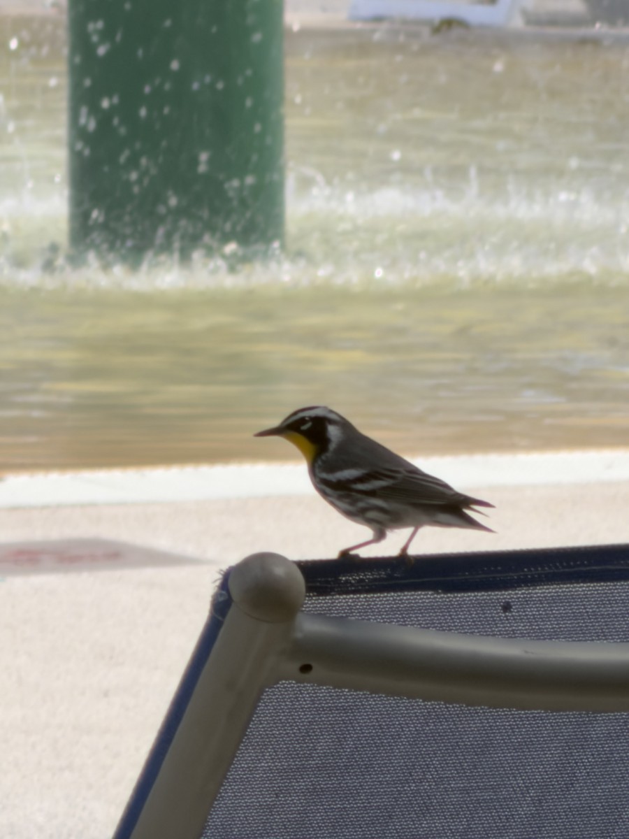 Paruline à gorge jaune - ML647757104