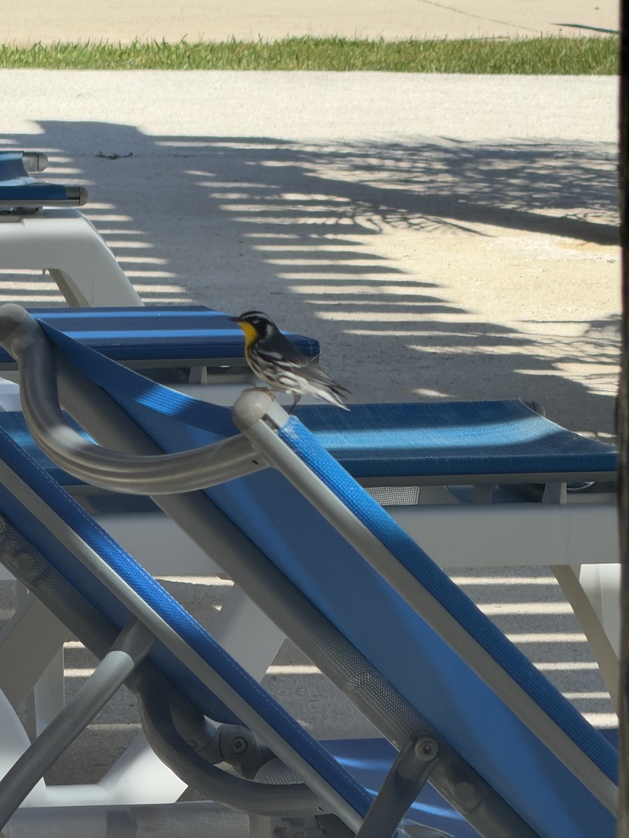 Paruline à gorge jaune - ML647757105