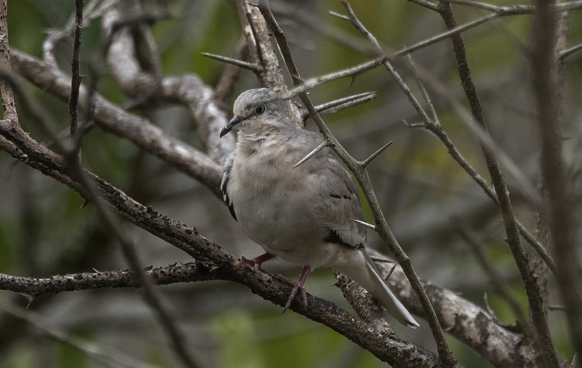 Picui Ground Dove - ML647757143