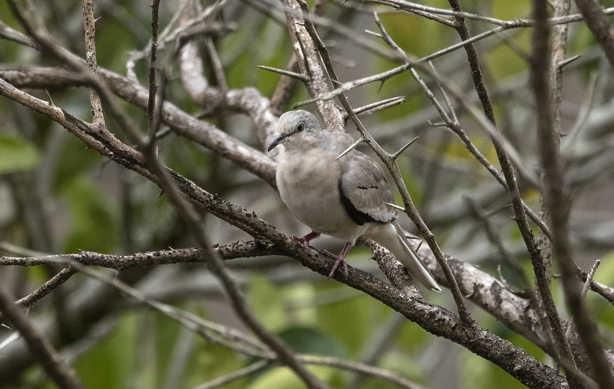 Picui Ground Dove - ML647757144