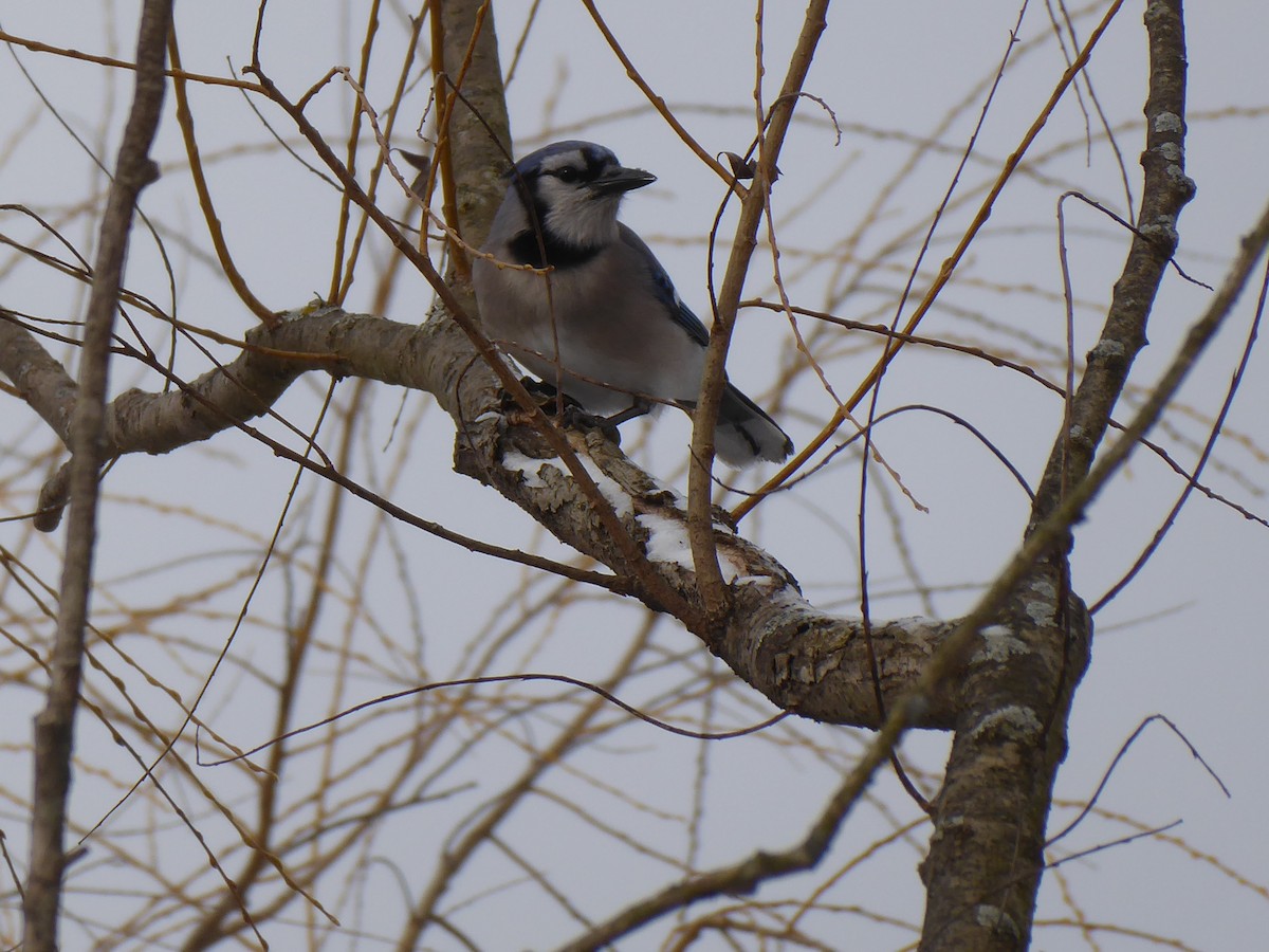 Blue Jay - ML647757145