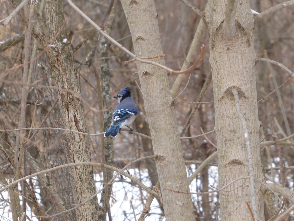 Blue Jay - ML647757158