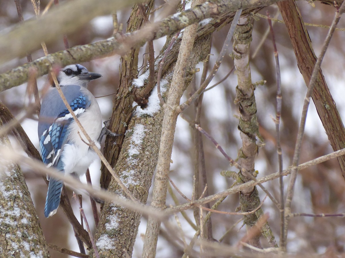 Blue Jay - ML647757168