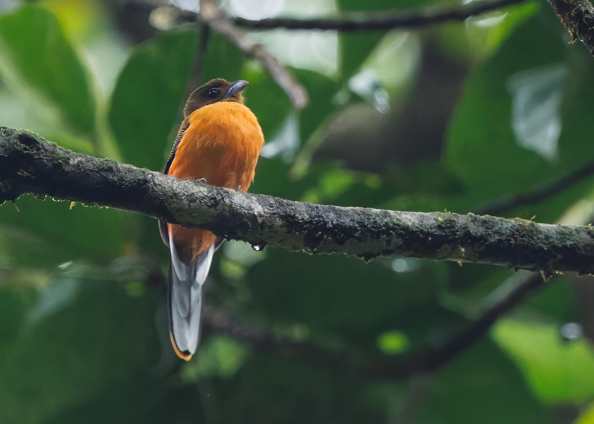 Scarlet-rumped Trogon - ML647757170