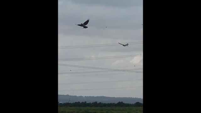 Elano urdina - ML647757192