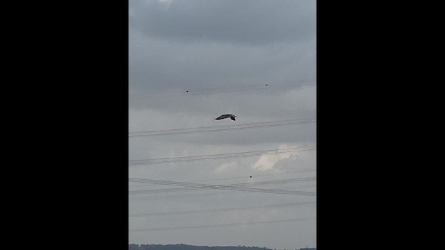 Elano urdina - ML647757193