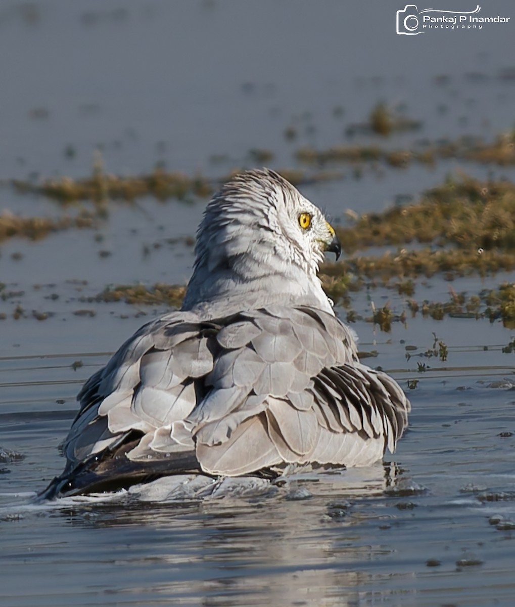 Aguilucho Papialbo - ML647757208