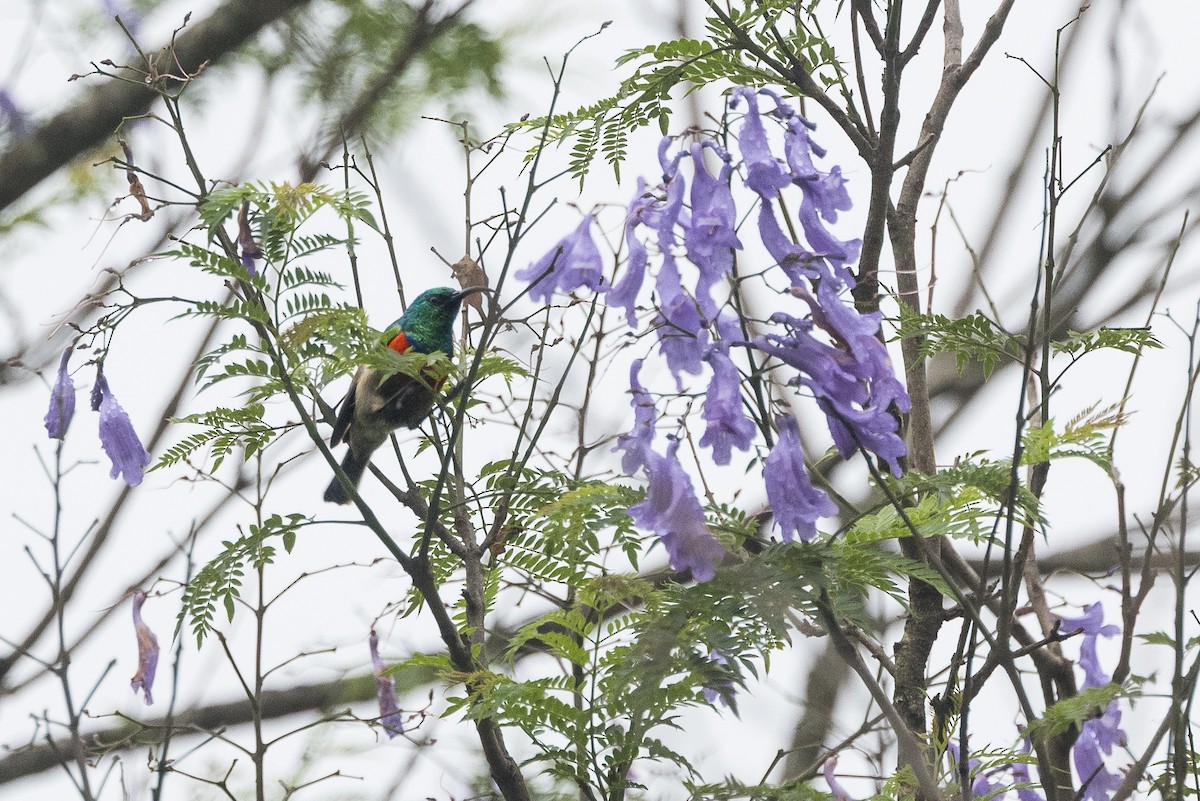 bredbeltesolfugl - ML647757219