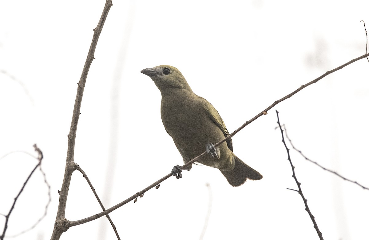 Palm Tanager - ML647757220