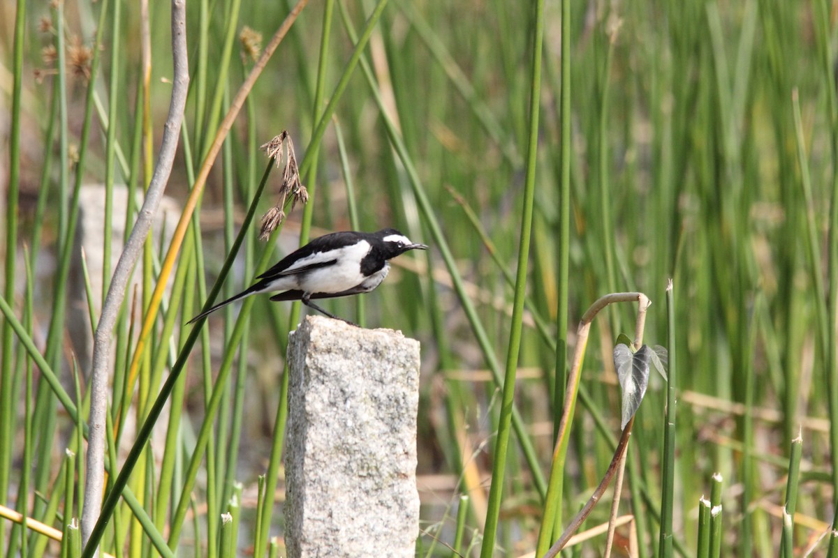 White-browed Wagtail - ML647757226