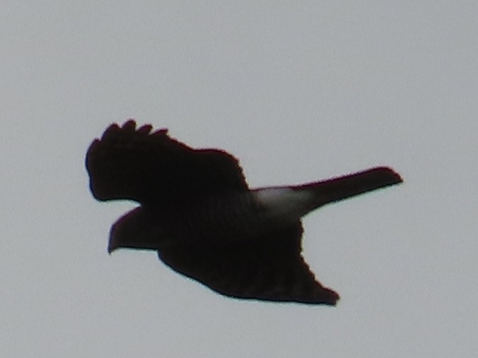 Gavilán Besra - ML647757237