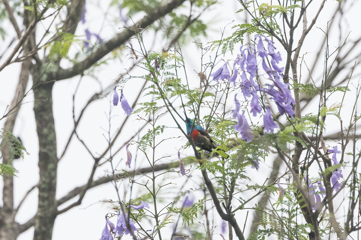 bredbeltesolfugl - ML647757304